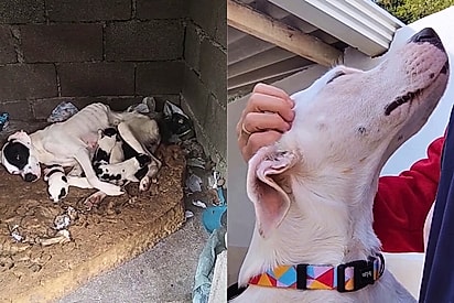 “Zara, a mamãe esqueleto”: cachorrinha é resgatada pele e osso amamentando seus filhotes