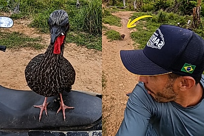 “Só corro!”: jacu valentão persegue produtor e cachorro sempre que os vê sobre a moto.