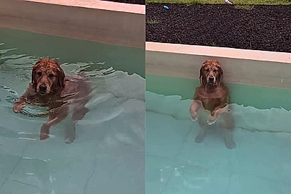 Tutora percebe que tudo ficou em silêncio e flagra comportamento inesperado de cachorro na piscina
