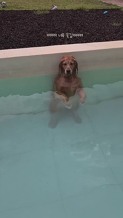 O golden estava em posição de canguru.