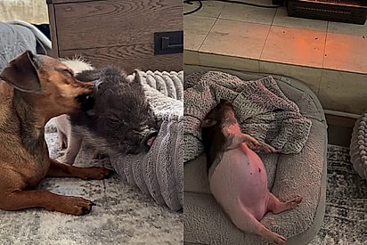 Cachorrinha dachshund dá de cara com filhote órfão e imediatamente o trata como seu bebezinho