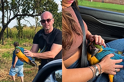 Arara bate em caminhão e perde as esperanças ao ser ignorada, caída na rodovia - até que um casal de bom coração resolve agir