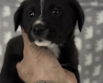 A cachorrinha estava chorando e assustada.