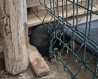 Ela ficou encolhida em um cantinho por 16 horas até ser encontrada.
