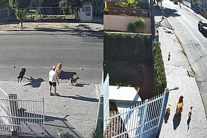 “Eles arrancaram o portão”: cães transformam saída tranquila em fuga coletiva e caos diverte.