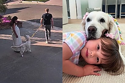 A relação mais linda que já vi: Golden retriever que se negava a passear sem estar do lado da tutora grávida agora não sai do lado da irmã
