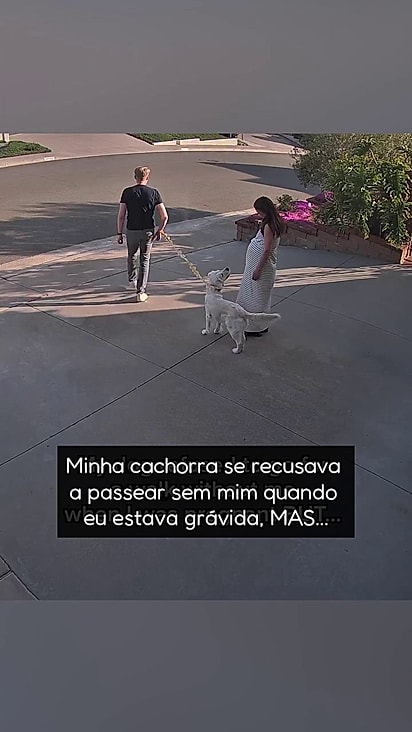 A golden parecia querer cuidar da bebê mesmo antes do nascimento.