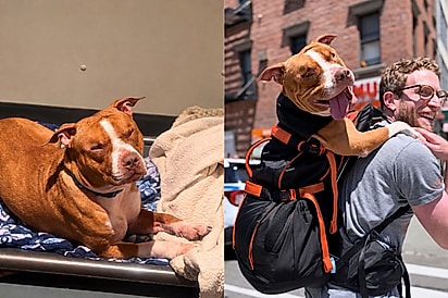 Pitbull cego ganha um dia de passeio após esperar dias por uma visita no abrigo