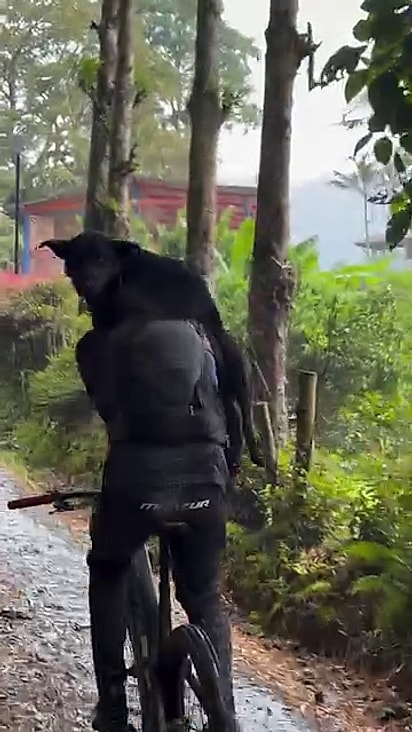 Felipe batizou o cão de Letras.