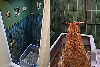Gato laranja acha que é da realeza e o tutor se esforça para criar banheiro à sua altura