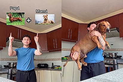 Salsi-Bull: Jovem deixa a internet de queixo caído ao apresentar seu cachorro, mistura de pitbull com dachshund