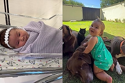 ‘Não vai dar certo a convivência de bebê com pets’: Família rebate críticas com imagens que provam a harmonia entre a filha e animais grandes