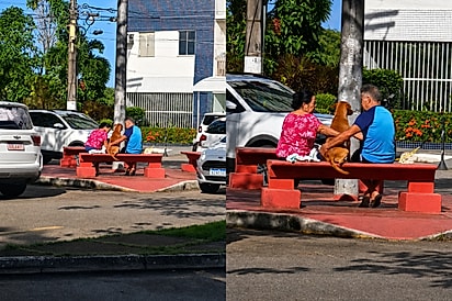 “Chorei ao ver de longe”: Casal emociona ao dar banho e carinho a Scooby, vira-lata caramelo que vive à espera de adoção.