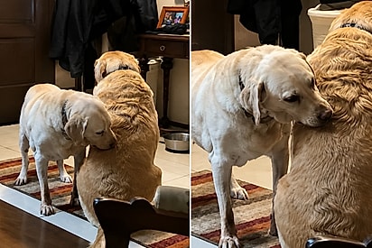 Para uma mãe, o filho nunca cresce: labradora idosa cuida do filho de 11 anos como se ele ainda fosse um bebê, e cena encanta milhares.