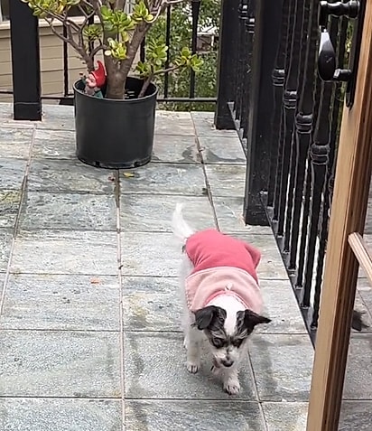 A cachorrinha Nadine.