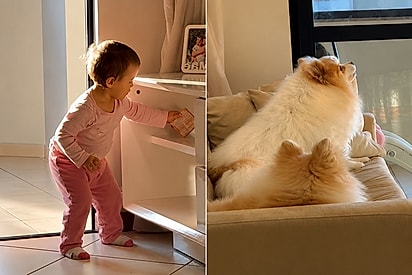 Não seja dedo-duro!: bebê tenta aprontar escondida, mas cães entregam tudo para a mãe.