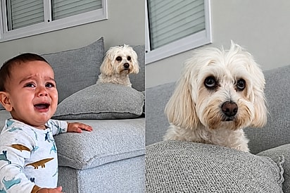 “O filho é seu!”: cachorrinha ignora o irmãozinho chorando e manda recado à mãe com o olhar.