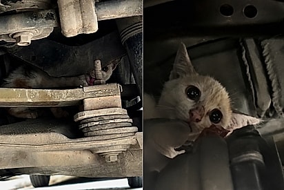 Mobilização inesperada em oficina mecânica salva filhote de gato preso nas ferragens