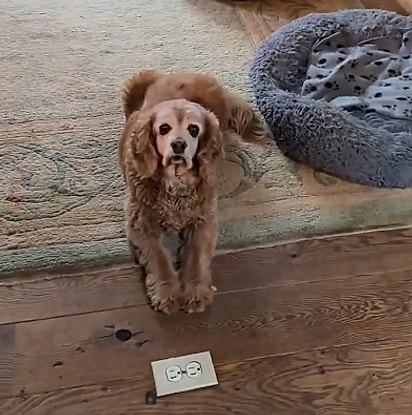 O cachorrinho avô da turma.