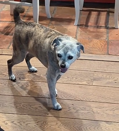 O cachorrinho Jack.
