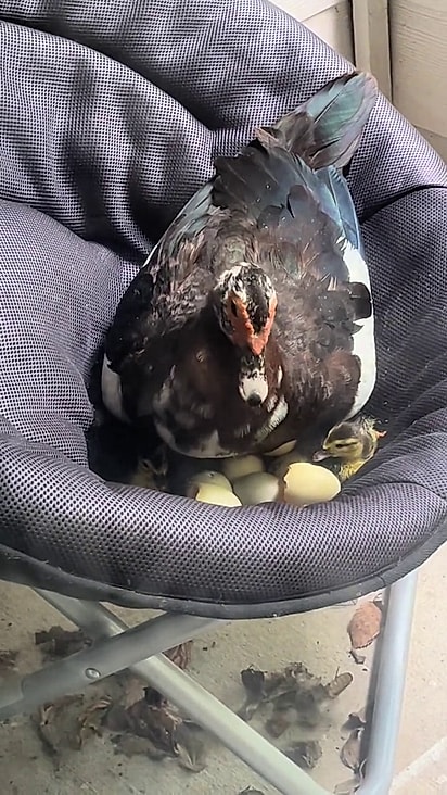 A mamãe pata voltava todos os dias para cuidar dos ovos.