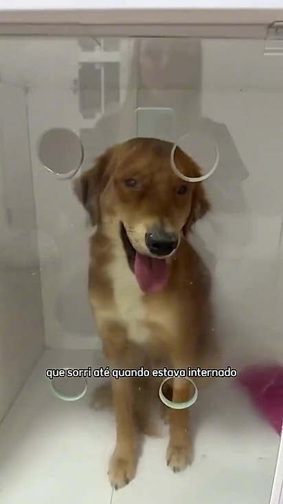 O cão foi abandonado doente.
