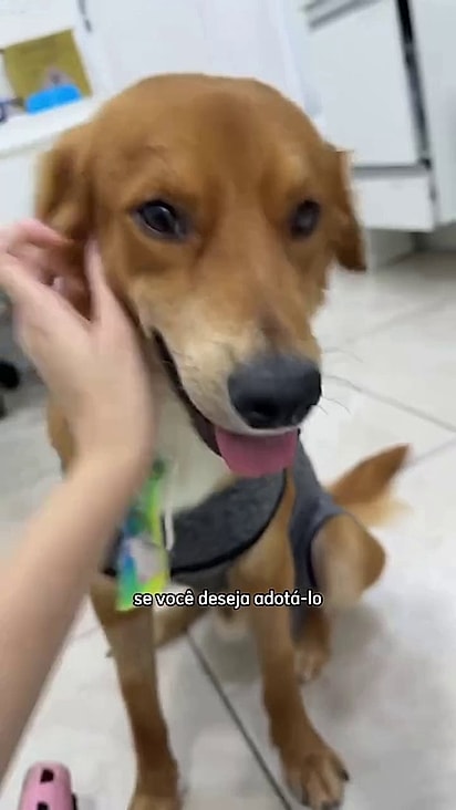 Apesar do abandono ele está sempre sorrindo.