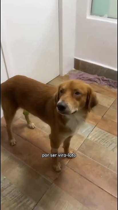 Ele está disponível para adoção pelo Hyppet.