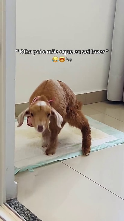 Ela aprendeu a usar o tapetinho higiênico.