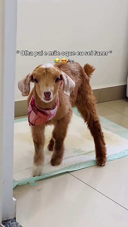 Capuccina foi adotado e vive dentro de casa.