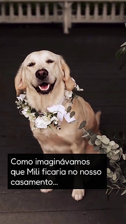 A tutora idealizou fotos de goldens sorrindo.