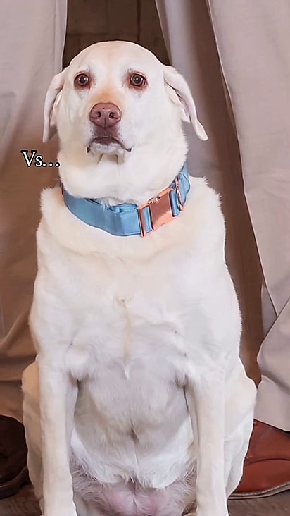 Milli não entendeu que precisava sorrir na sessão de fotos.