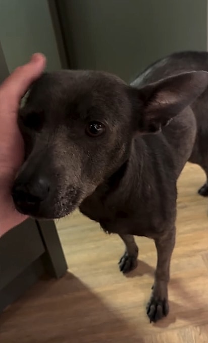 Zuri precisou de muito amor e cuidado para superar as marcas do passado.