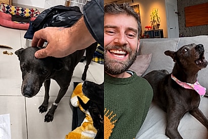 Conheça Zuri, a cachorrinha que sobreviveu às enchentes no RS e hoje uiva de felicidade ao lado do fotógrafo que a adotou.