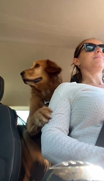 Buddy ficou desesperado quando viu que a tutora errou o caminho da creche.