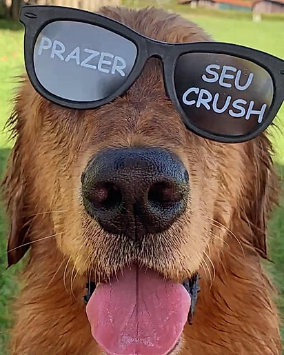 Buddy é um cachorrinho esperto e cheio de personalidade.