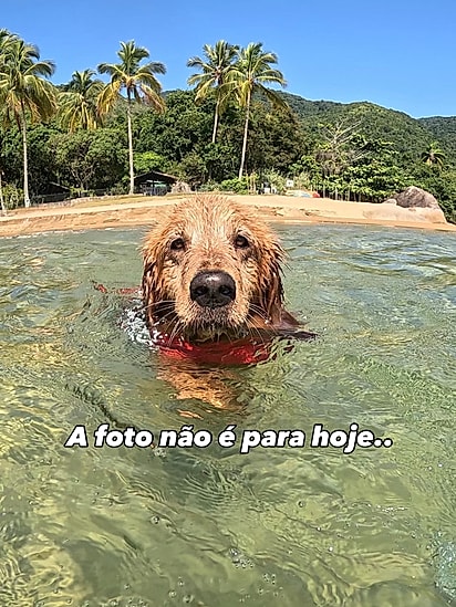 Além da creche, Buddy também ama água.