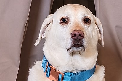 Tutora achava que o cão ficaria lindo nas fotos de casamento, mas a realidade foi muito diferente