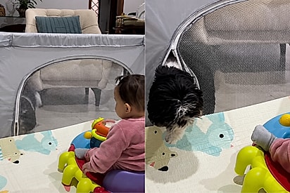Nenhum zíper vai nos separar: cachorro abre o cercadinho para brincar com bebê, e mãe fica incrédula com a esperteza do pet