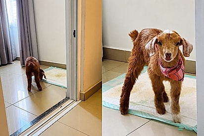 Só falam dela! Cabrita que ficou famosa vive como um cachorrinho em apartamento e faz até xixi no tapete