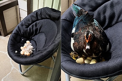 Uma casa abençoada: Moradora se encanta após um pássaro resolver criar família na sua sacada
