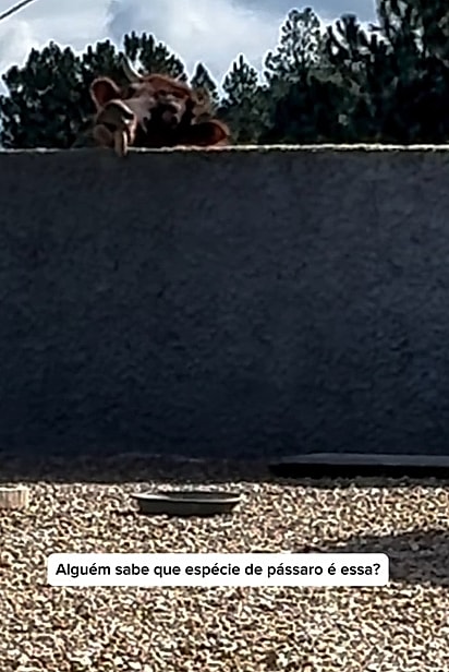 O boi atacando o café da manhã dos passarinhos.