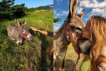 “Ela é apaixonante”: jovem faz amizade com burrinha, descobre que o dono a venderia e mobiliza a internet para mudar o destino da bichinha.