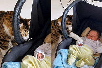 “Seja bem-vindo”: gato conhece bebê da família e surpreende com delicadeza no primeiro encontro.