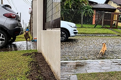 Vizinha chama cão comunitário para se abrigar da chuva, mas acaba ‘humilhada’ por ele