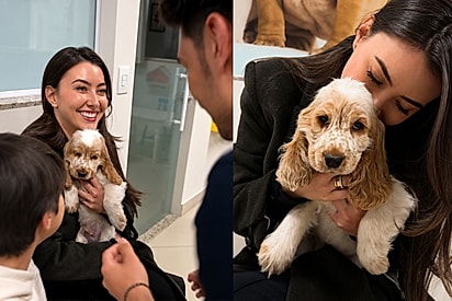 Cinco anos após perder seu cocker spaniel, mulher é surpreendida pelo marido com um novo filhote.
