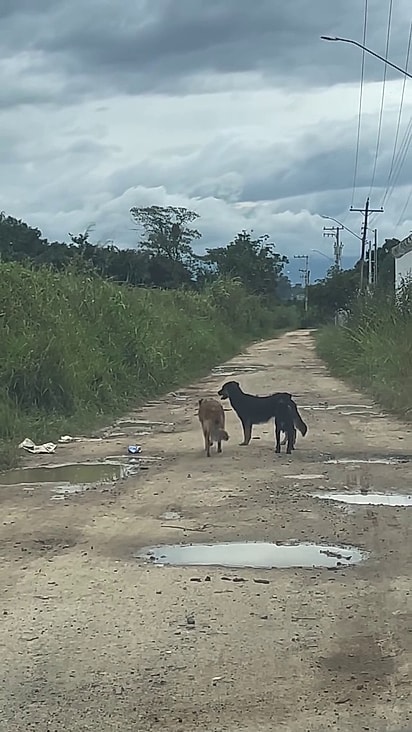 Os cães estavam em um local remoto.