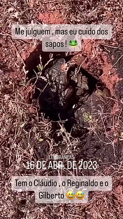 O anfíbio foi encontrado em 2023.
