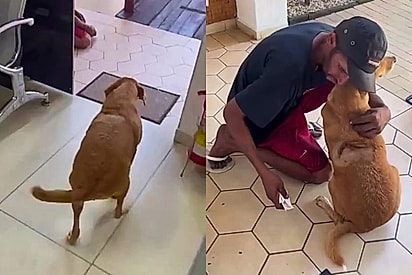 Como que tá essa força: Morador de rua aguarda na porta da veterinária para ver a melhor amiga