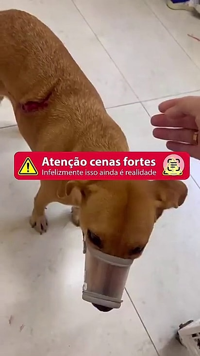 A cachorrinha foi atacada.